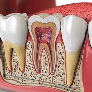 Cross-section showing interior anatomy of a tooth, including its root canals